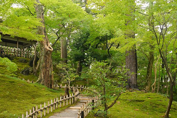 kyoto-private-tour9