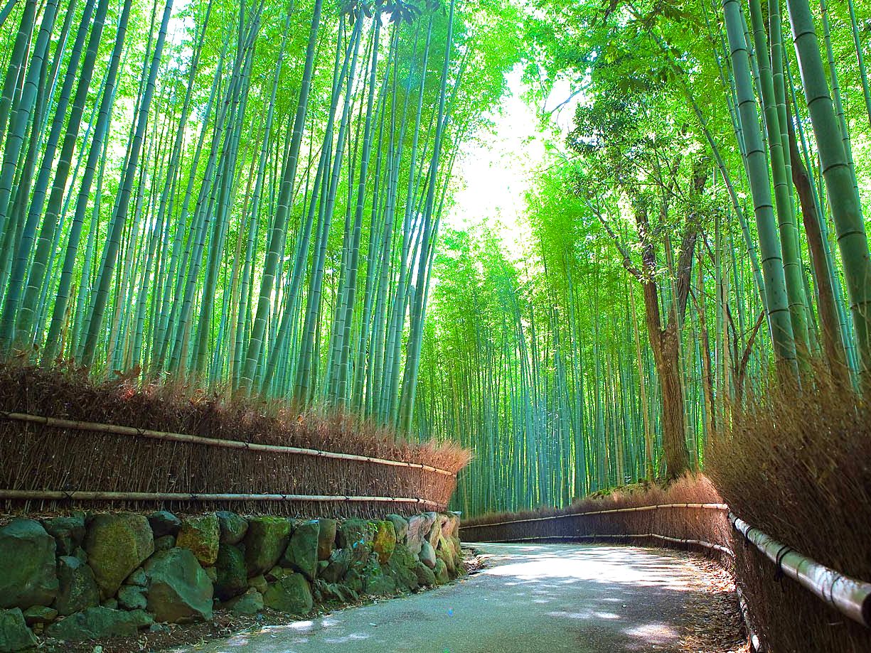 bamboo grove in arashiyama